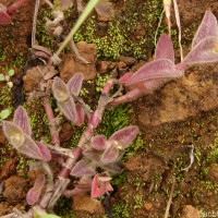 Cyanotis villosa (Spreng.) Schult. & Schult.f.
